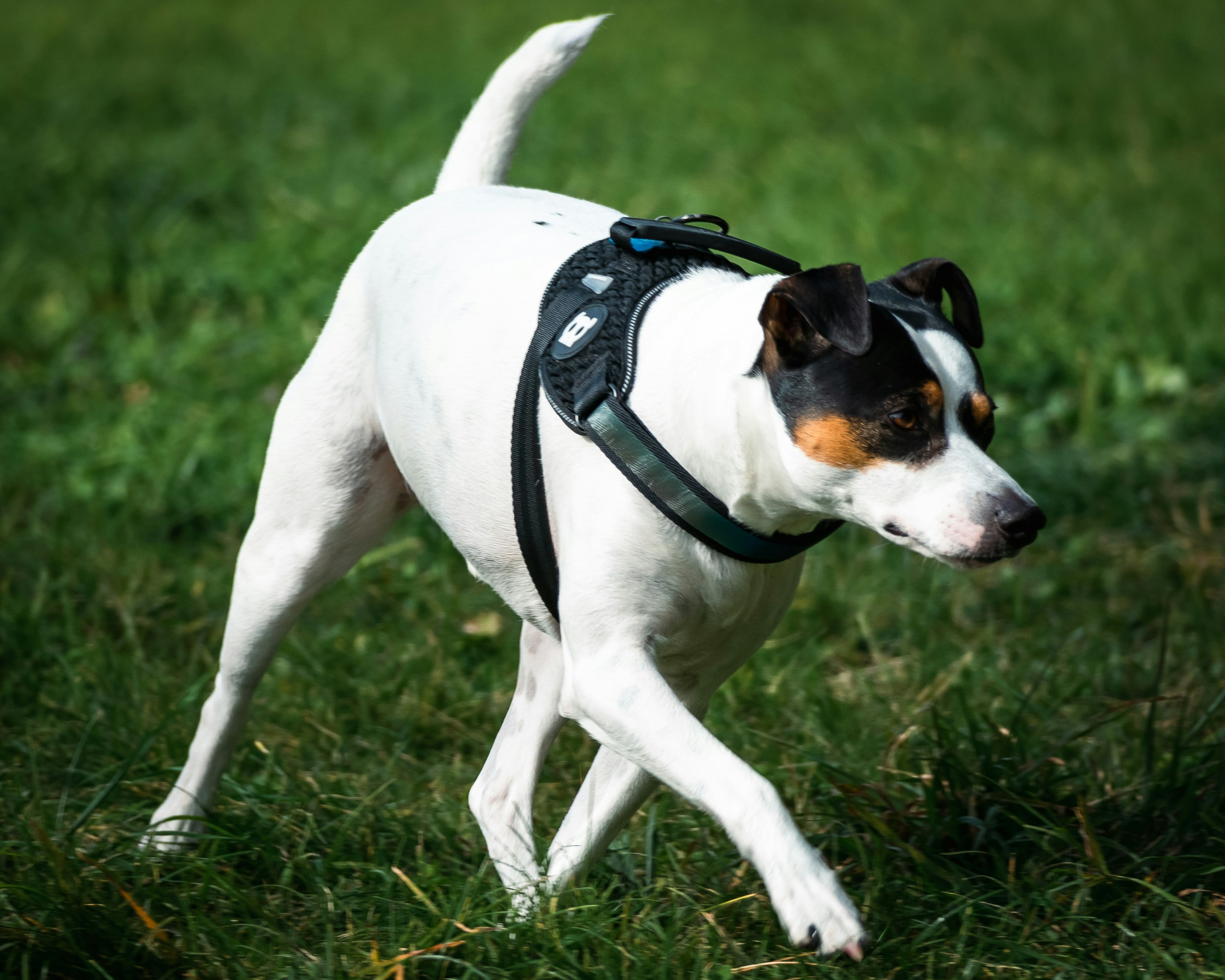 Properly fitted dog harness example