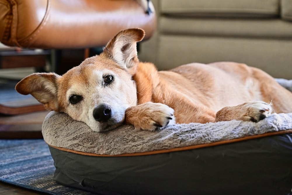 a dog laying on a dog bed in a living room