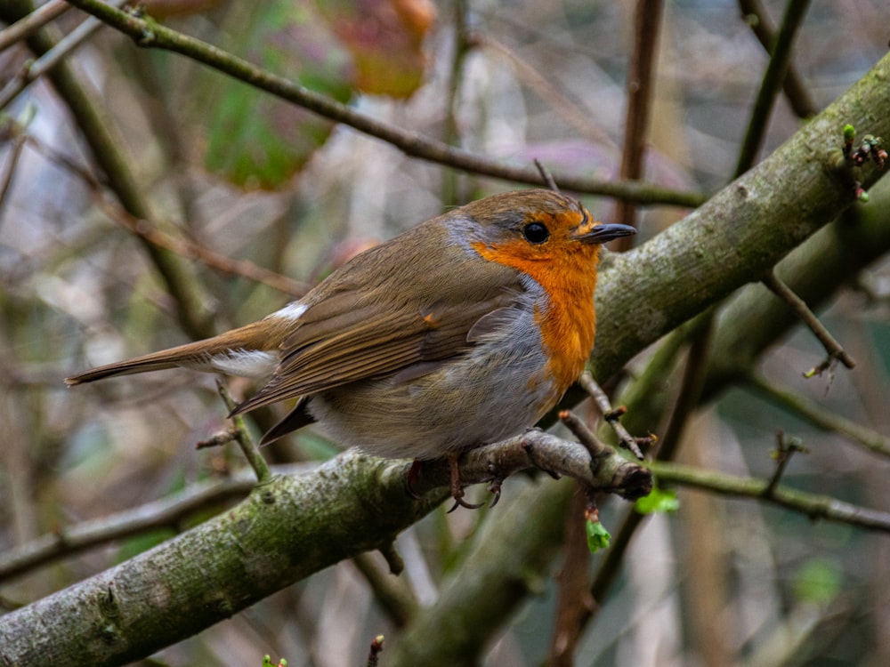 a bird sitting on a branch of a tree