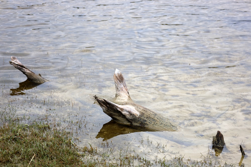 two dead birds floating in a body of water