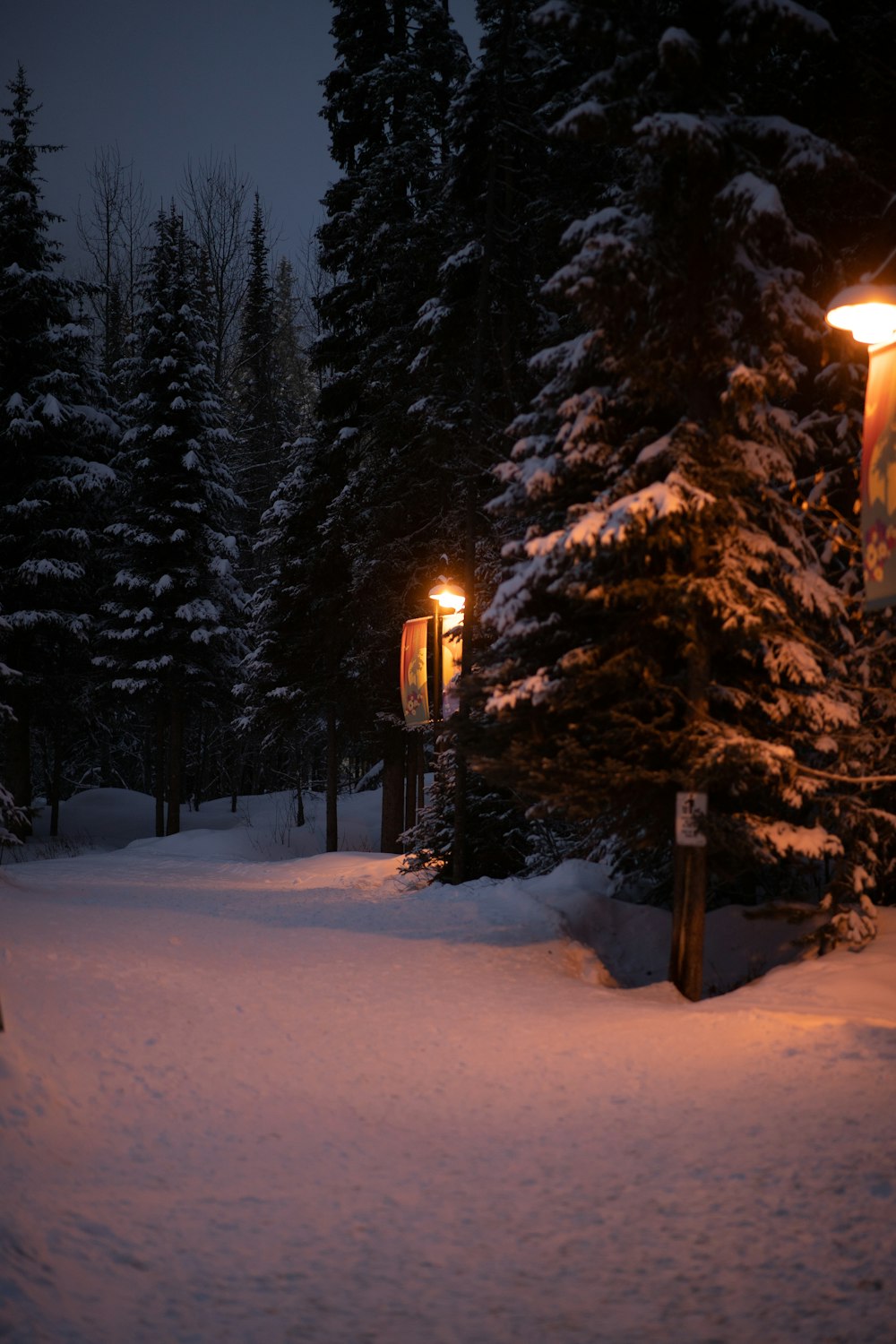 a snowy path in the woods at night