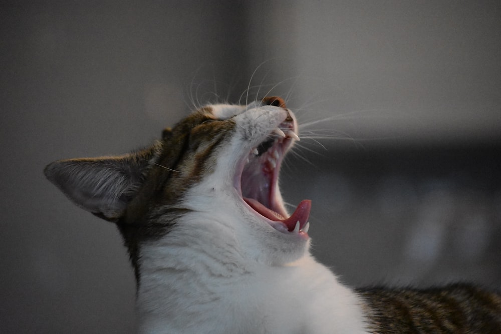 a cat with its mouth open and it's mouth wide open