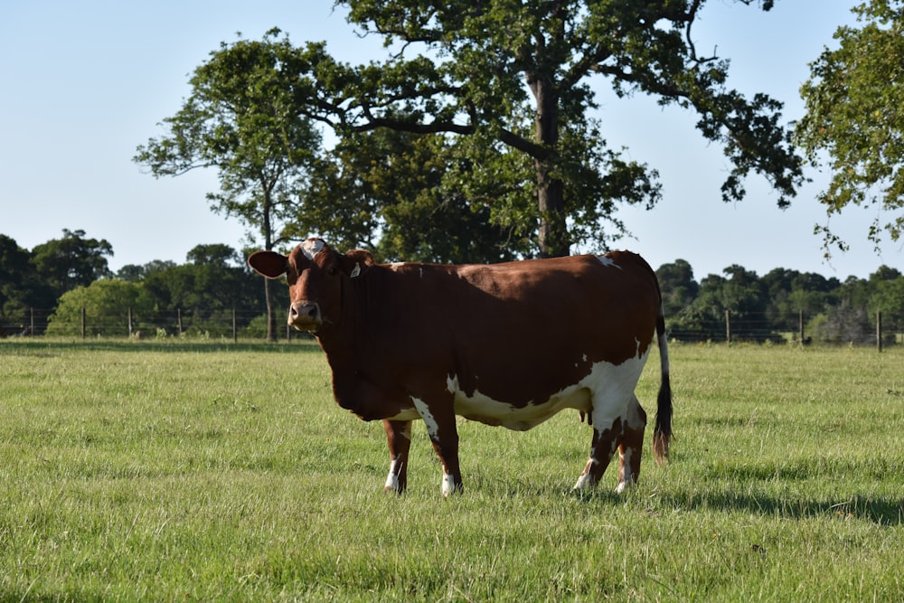 a brown and white cow standing on top of a lush green field