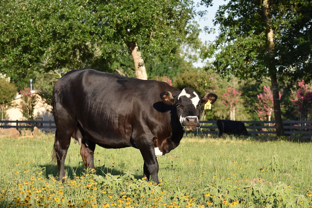 a cow is standing in a field of flowers