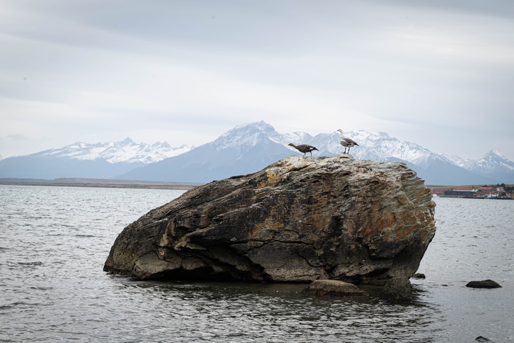 two birds sitting on top of a rock in the water