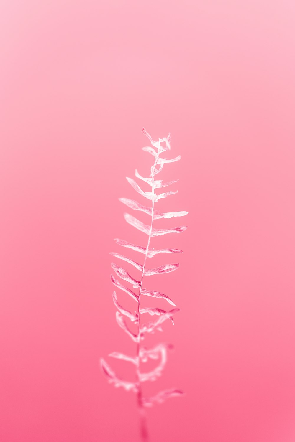 a pink background with a plant in the foreground