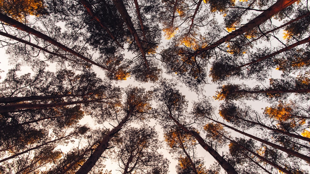 looking up at the tops of tall trees