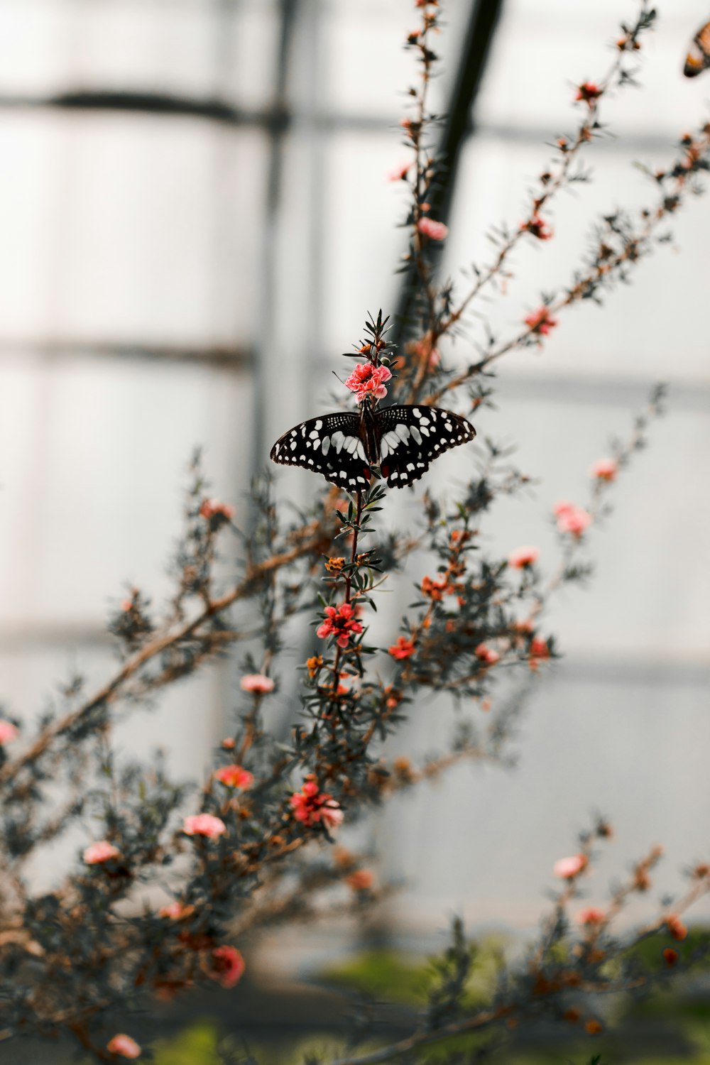 a black and white butterfly sitting on a flower