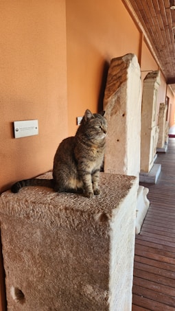 A cat sits atop a large stone block indoors, surrounded by other stone artifacts. The setting features an orange wall and a wooden floor, suggesting a museum or gallery. The cat appears relaxed and alert.