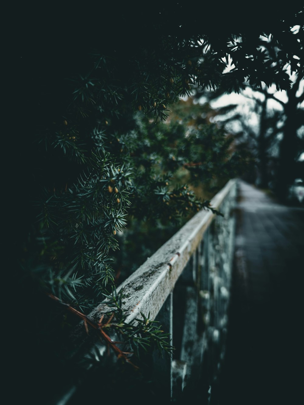 a fence that is next to a tree