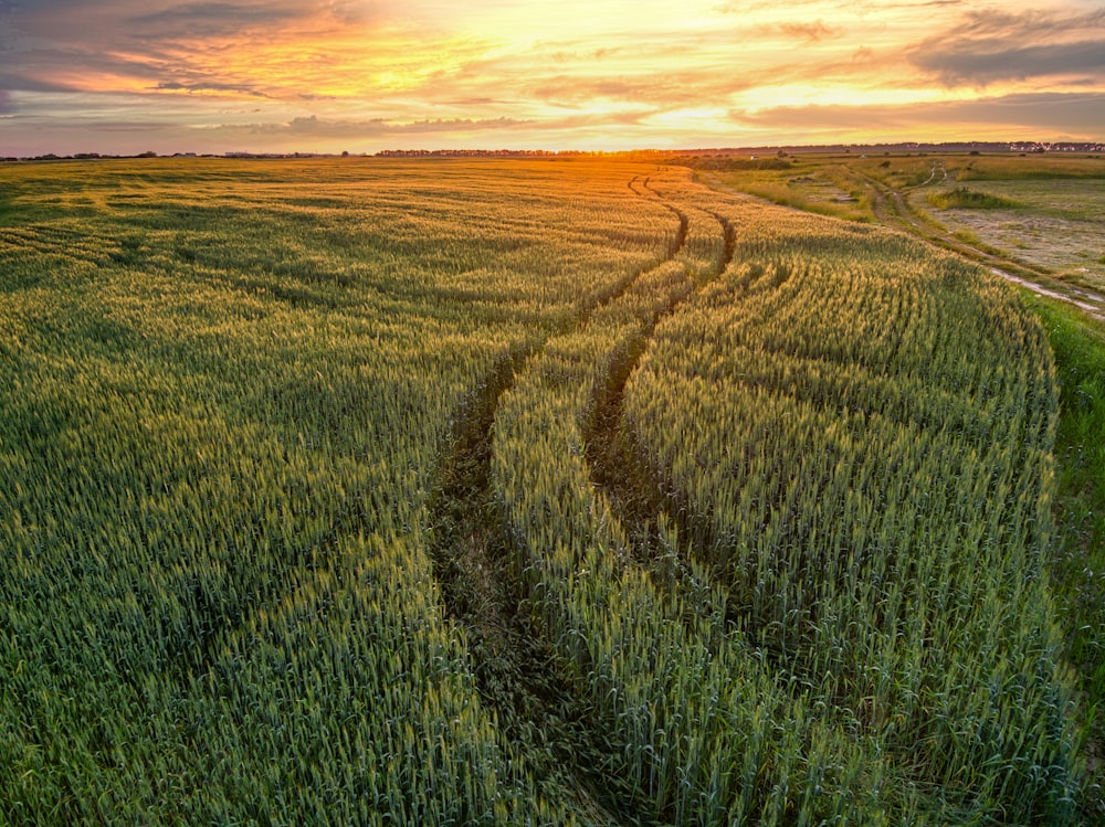 a large field of green grass with a sunset in the background