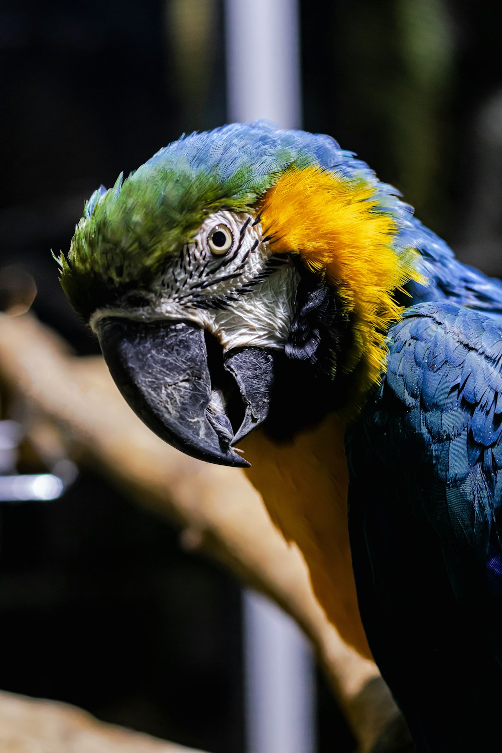 Ein bunter Papagei sitzt auf einem Ast