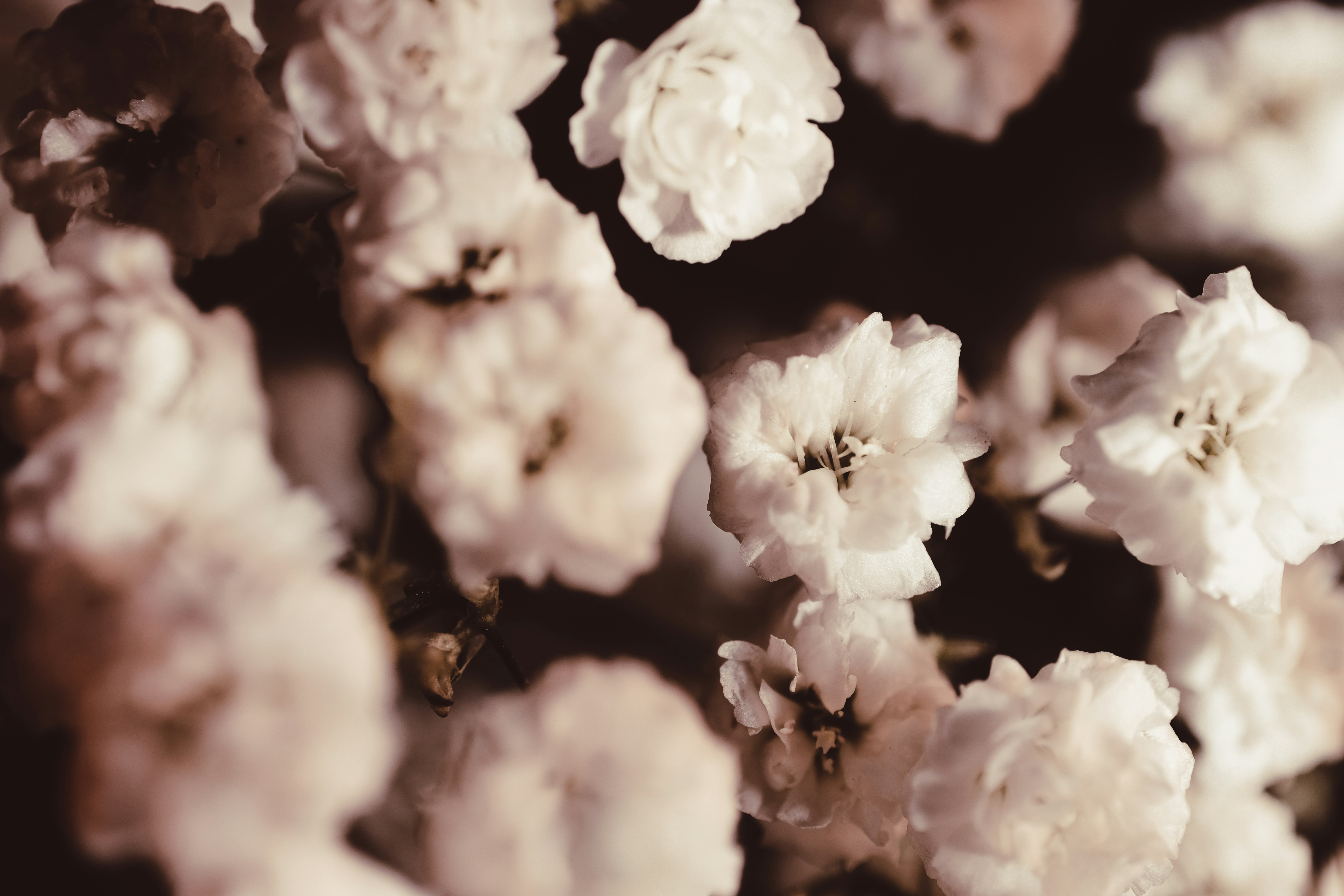 Photo by sznl_dreamr