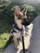 A young German Shepherd puppy sits attentively on a concrete path with a leash attached to its collar. The dog has a soft, tan and black coat and perky ears. There is bright sunlight casting shadows on the ground, and in the background, there are lush green shrubs and grass.