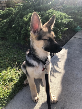 A veteran owner gently training a young German Shepherd in a sunlit backyard.