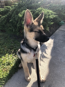 A young German Shepherd puppy sits attentively on a concrete path with a leash attached to its collar. The dog has a soft, tan and black coat and perky ears. There is bright sunlight casting shadows on the ground, and in the background, there are lush green shrubs and grass.