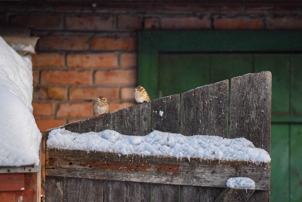 two small birds perched on top of a wooden fence