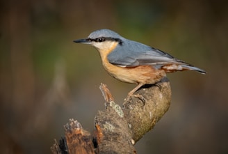 a small bird perched on a tree branch