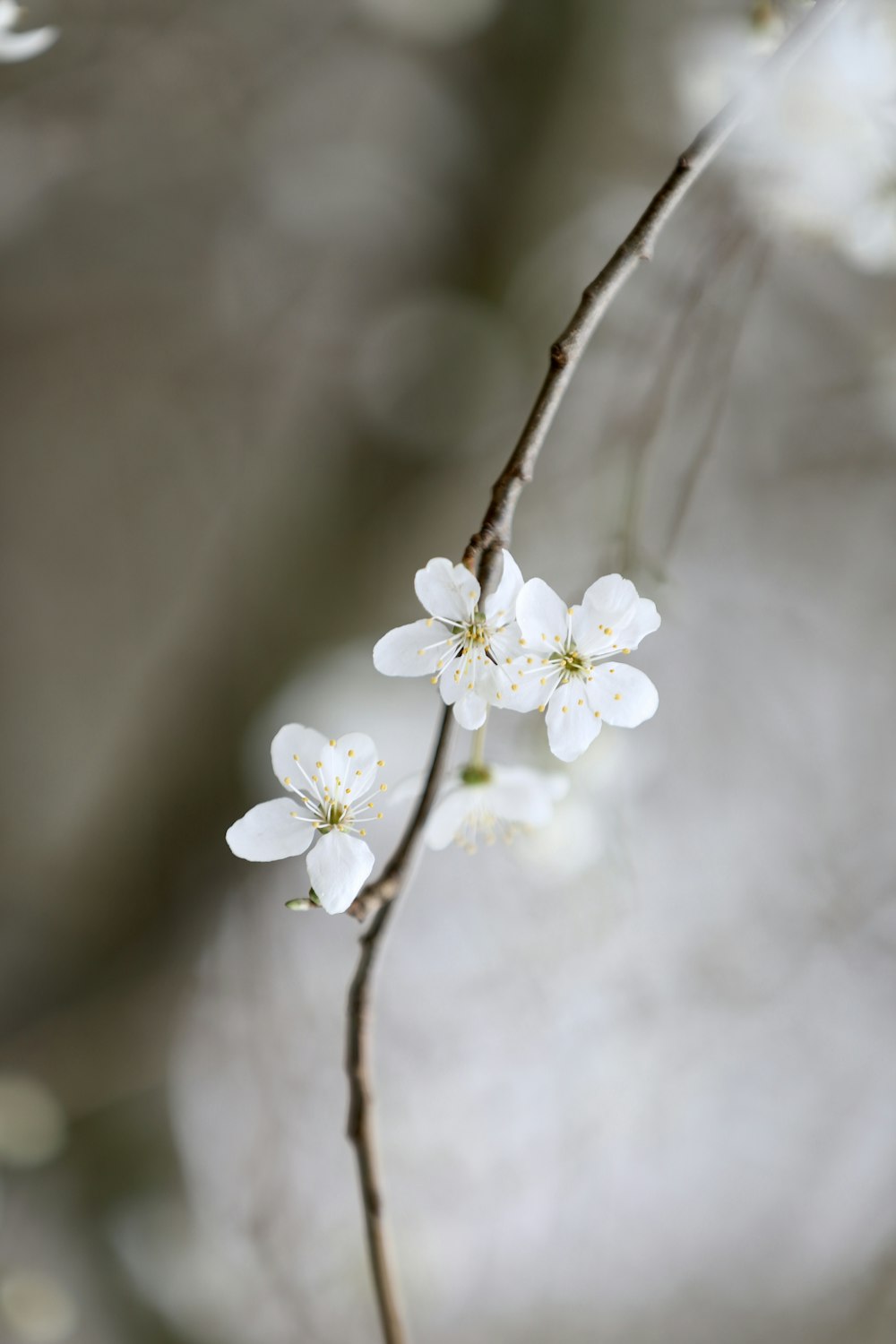 a branch with white flowers on it