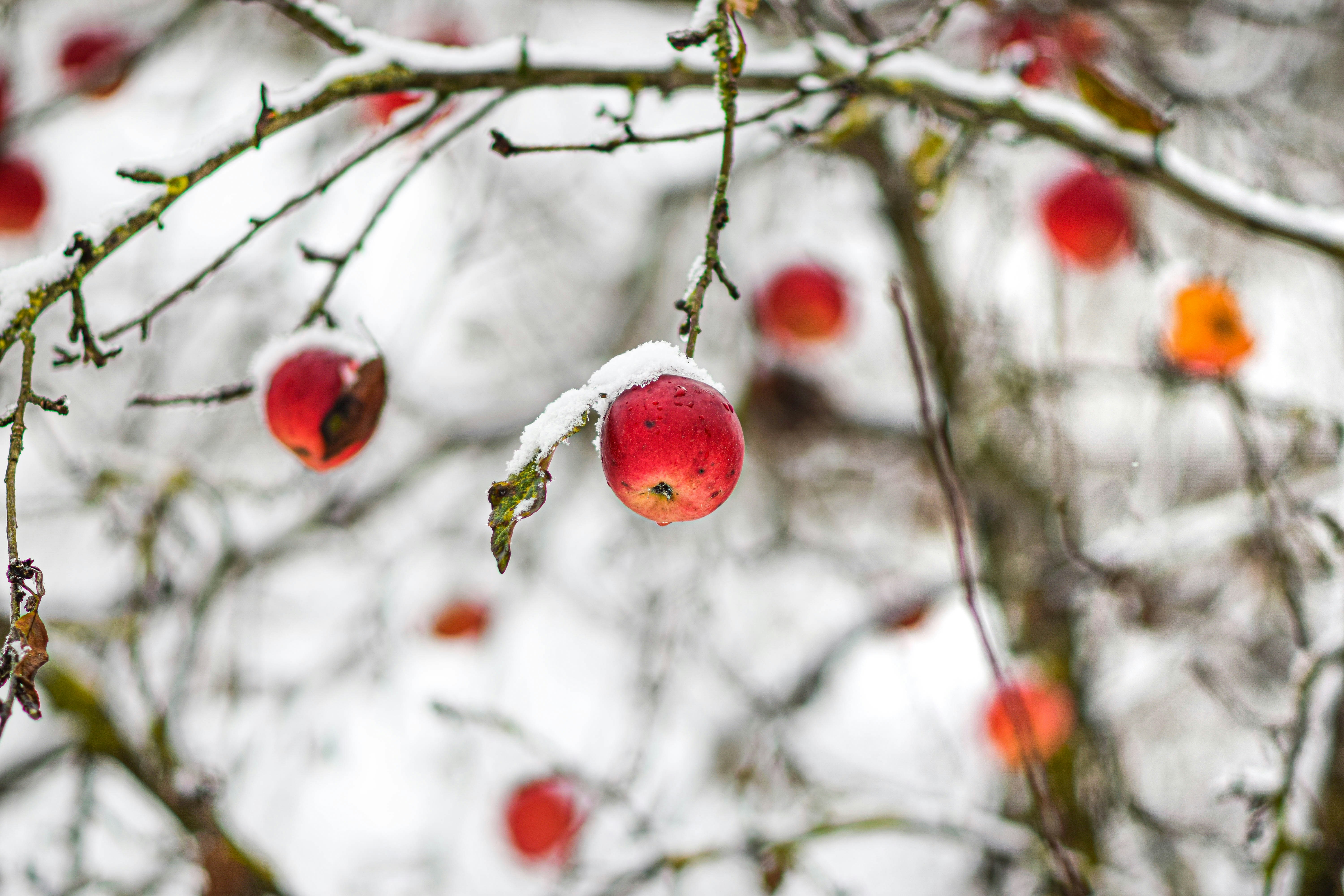 Snow on hanging apples 🍎❄️