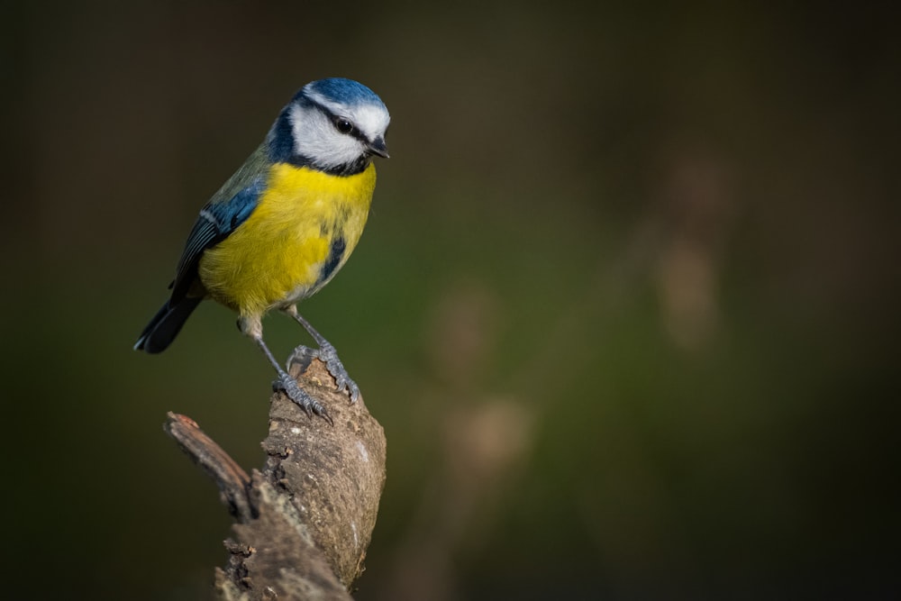 Ein kleiner blau-gelber Vogel sitzt auf einem Ast