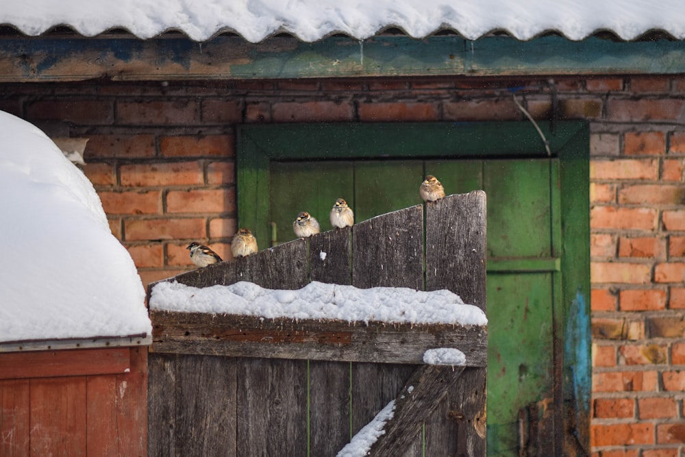 a group of birds sitting on top of a wooden fence