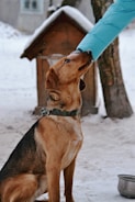 A brown dog with a black collar sits in the snow, looking up attentively at a person wearing a blue jacket. The hand of the person is in direct contact with the dog's mouth. A wooden doghouse and a tree trunk are visible in the snowy background.