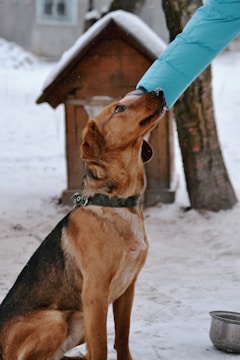 A brown dog with a black collar sits in the snow, looking up attentively at a person wearing a blue jacket. The hand of the person is in direct contact with the dog's mouth. A wooden doghouse and a tree trunk are visible in the snowy background.