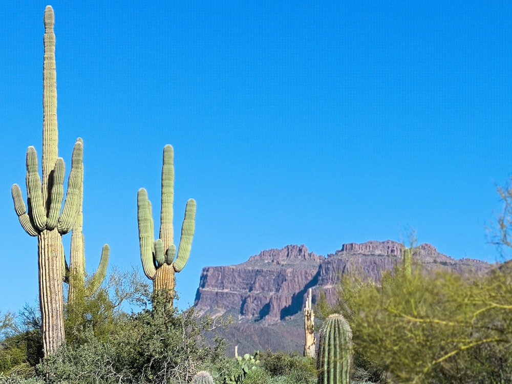 a group of cactus trees in front of a mountain