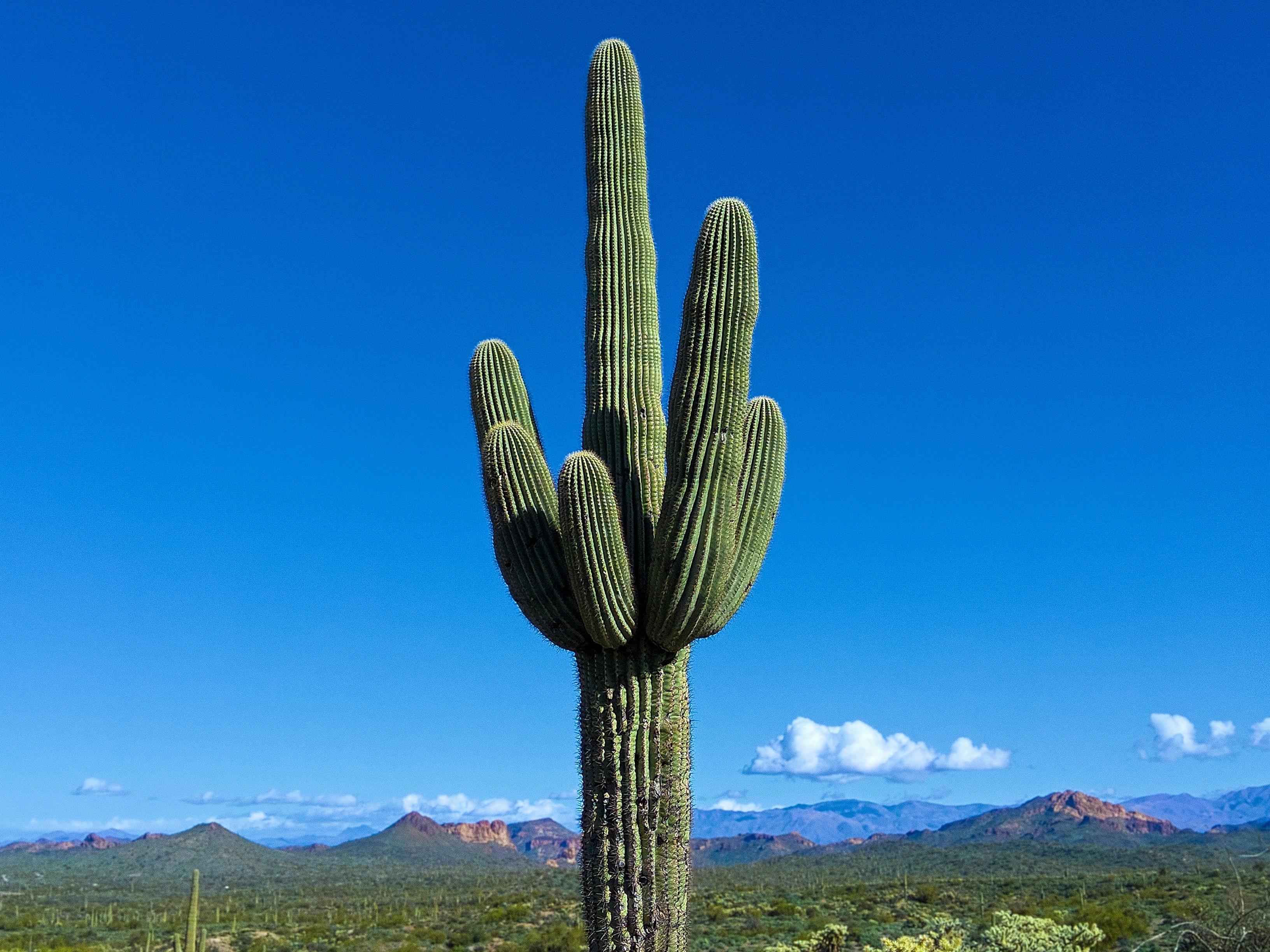 a large cactus in a field with mountains in the background