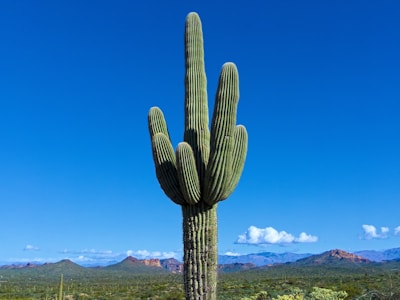 A large, multi-armed saguaro cactus stands prominently against a clear blue sky. The cactus is surrounded by a green desert landscape, with distant mountains visible on the horizon. White clouds dot the sky, adding contrast to the vast blue expanse.