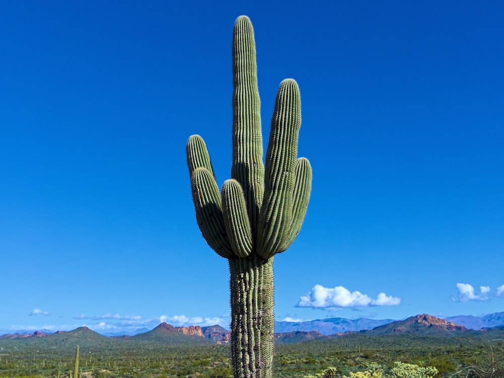 a large cactus in a field with mountains in the background