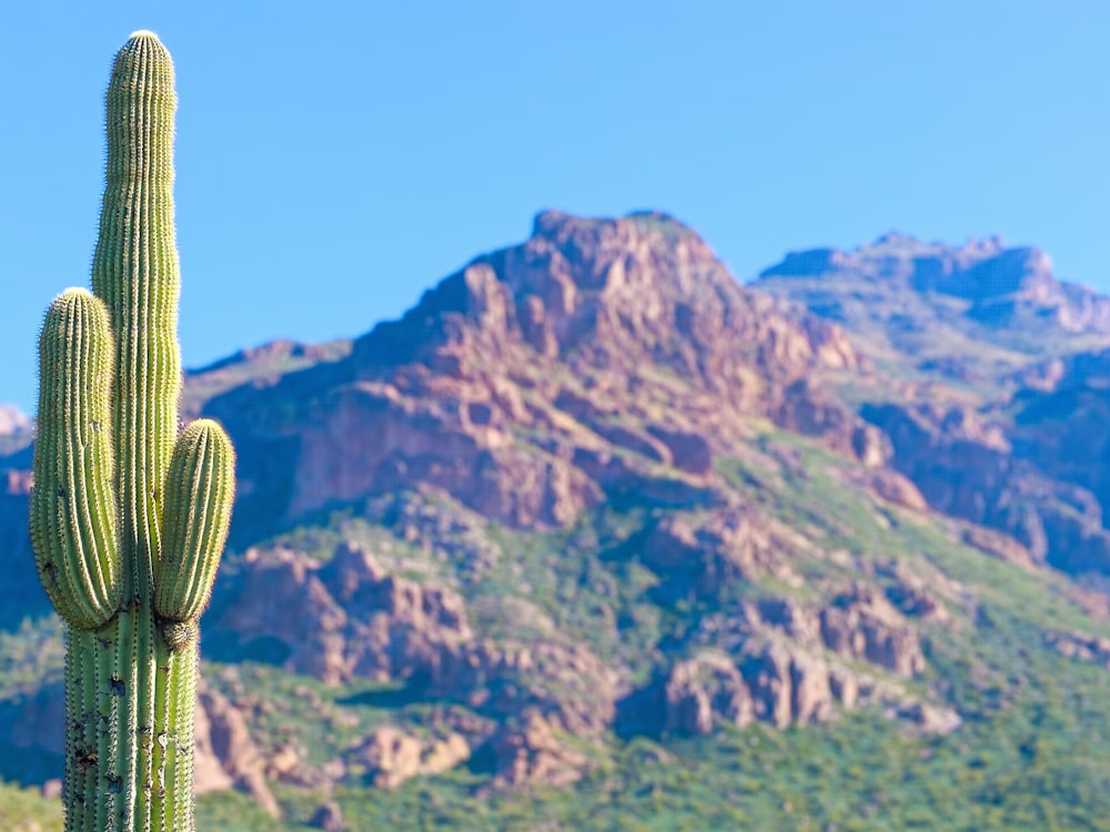 a cactus with a mountain in the background