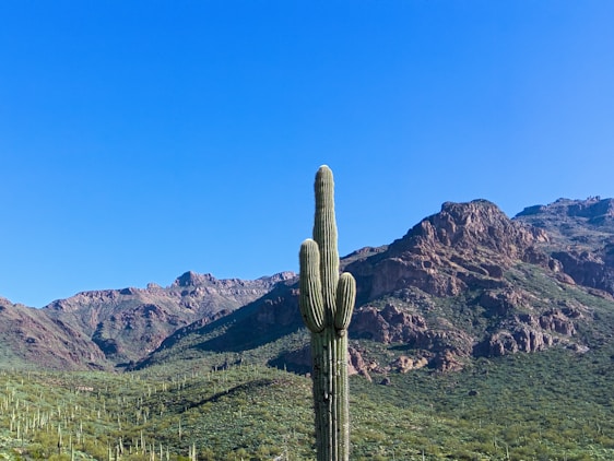 A vibrant cactus in a desert landscape under a clear blue sky.