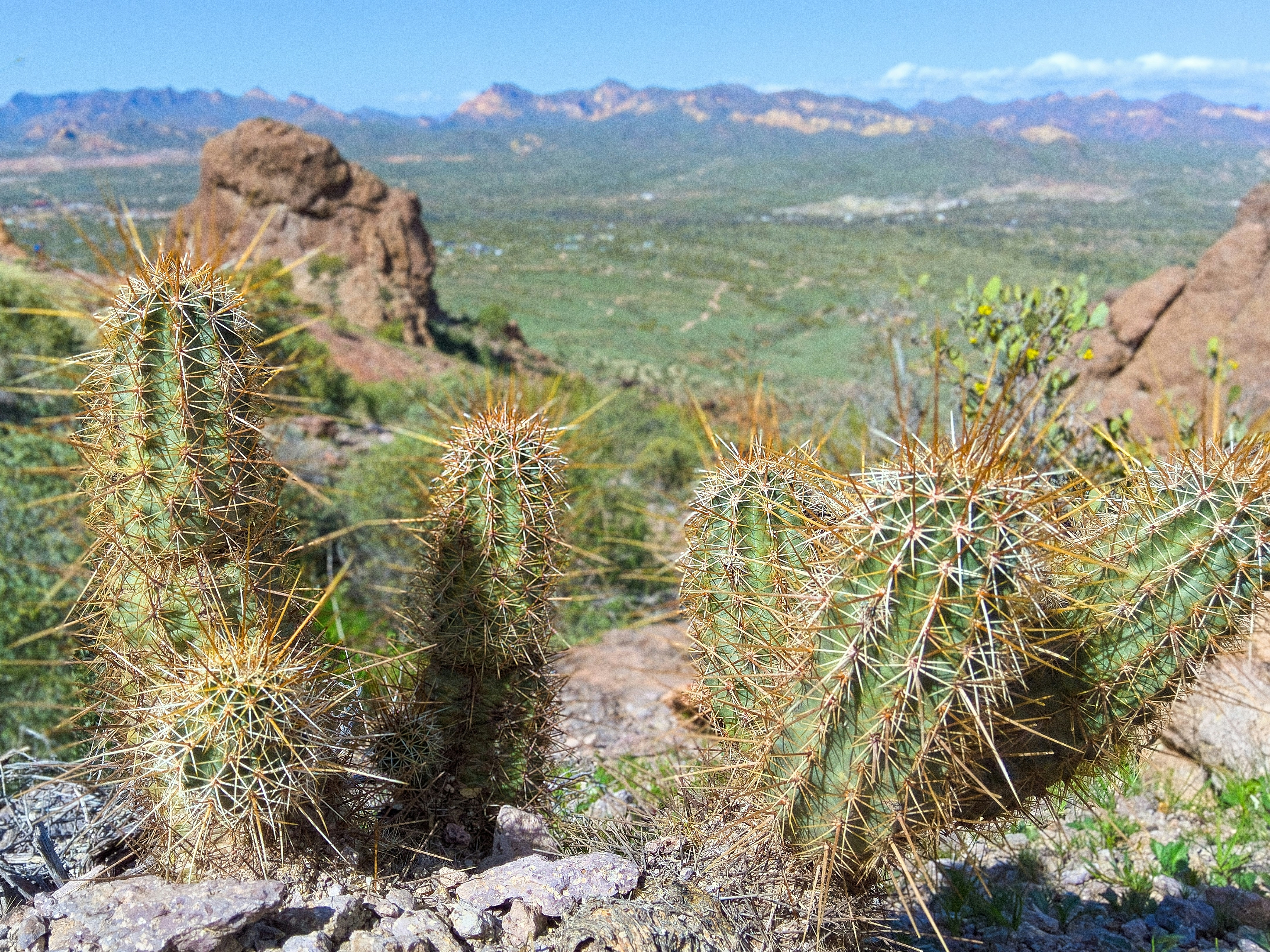 um grupo de plantas de cacto no deserto