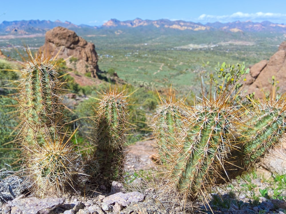 a group of cactus plants in the desert