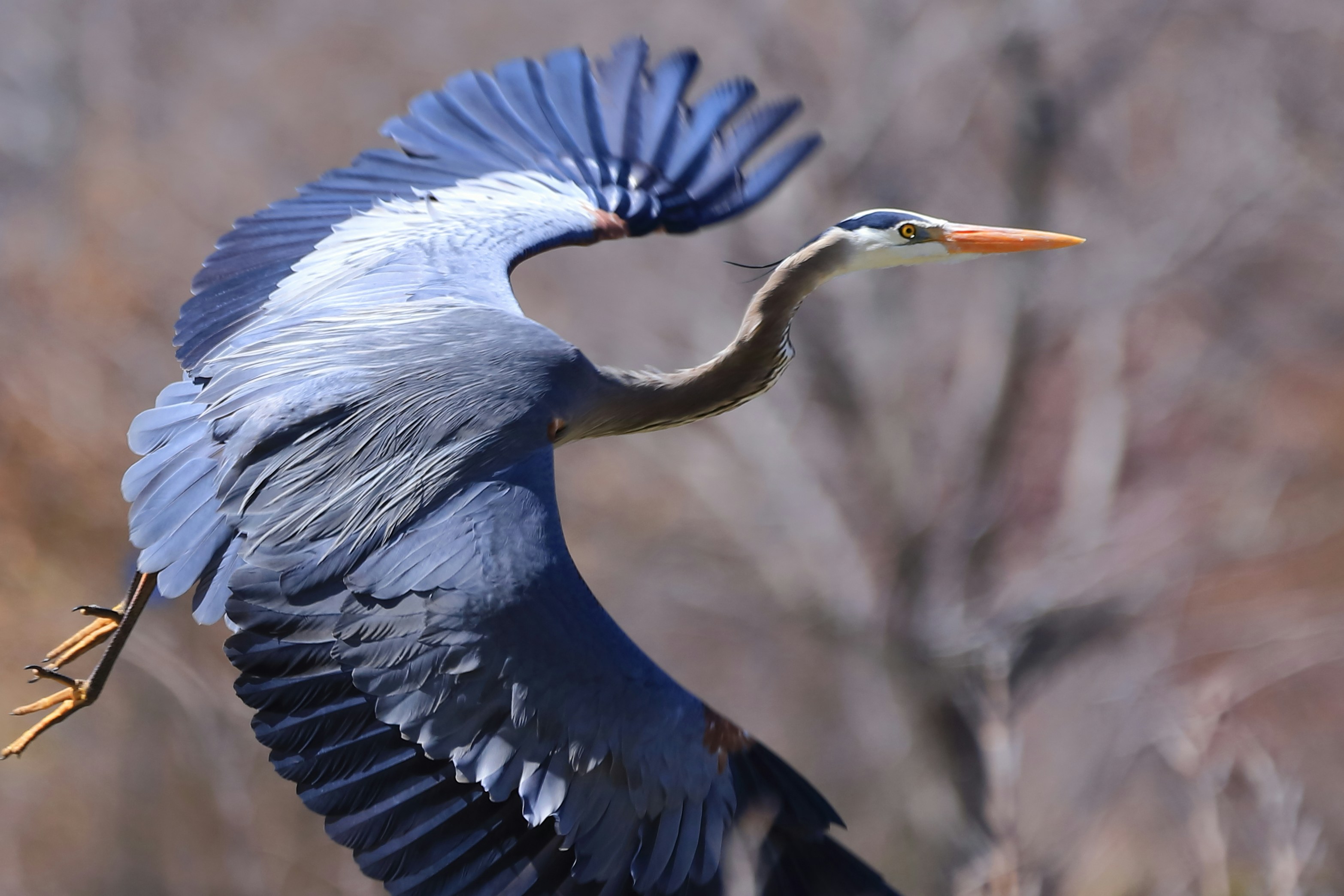 Photo by mezba_fakir