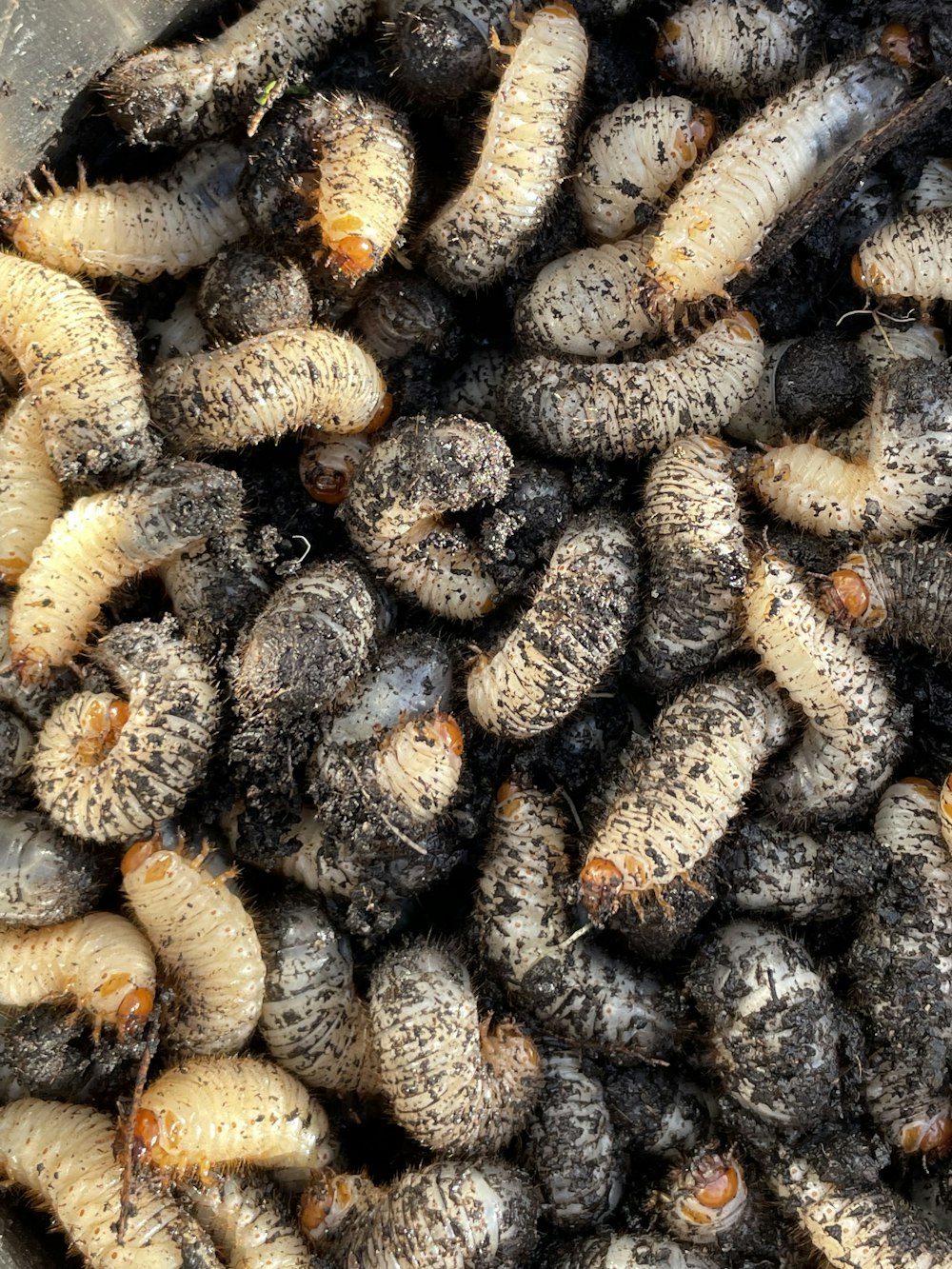 a bunch of bugs that are in a bowl