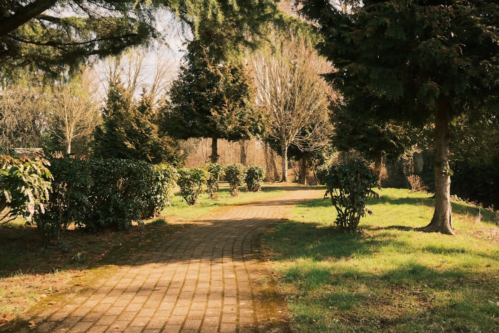 un chemin de terre entouré d’arbres et d’herbe