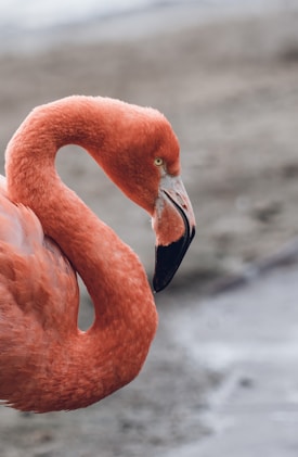 A close-up of a flamingo with its neck gracefully curved, displaying vibrant orange-pink feathers. Its beak is prominently black-tipped, and the background appears to be a blurred, natural habitat, possibly sand or earth tones.