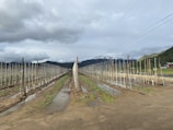 A vast agricultural field with rows of young plants supported by stakes, stretching into the distance. The field is wet with puddles, suggesting recent rain, and is flanked by mountains in the background. A road runs parallel to the field with a small red structure on the right, and the sky is overcast with thick clouds.