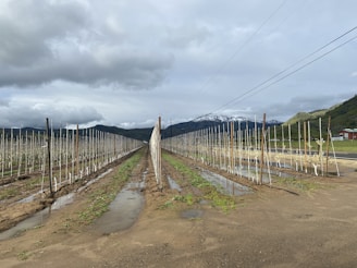 A vast agricultural field with rows of young plants supported by stakes, stretching into the distance. The field is wet with puddles, suggesting recent rain, and is flanked by mountains in the background. A road runs parallel to the field with a small red structure on the right, and the sky is overcast with thick clouds.