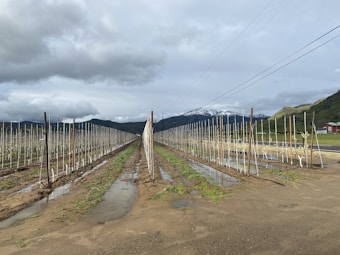 A vast agricultural field with rows of young plants supported by stakes, stretching into the distance. The field is wet with puddles, suggesting recent rain, and is flanked by mountains in the background. A road runs parallel to the field with a small red structure on the right, and the sky is overcast with thick clouds.