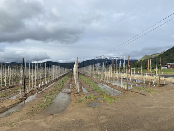 A vast agricultural field with rows of young plants supported by stakes, stretching into the distance. The field is wet with puddles, suggesting recent rain, and is flanked by mountains in the background. A road runs parallel to the field with a small red structure on the right, and the sky is overcast with thick clouds.