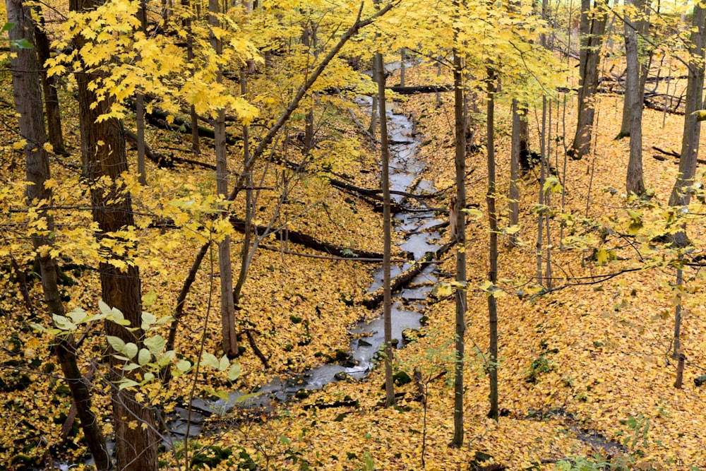 a stream running through a forest filled with yellow leaves