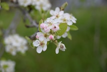 A branch with delicate white and pink blossoms, surrounded by small green leaves, is captured against a blurred green background, suggesting a natural outdoor setting.