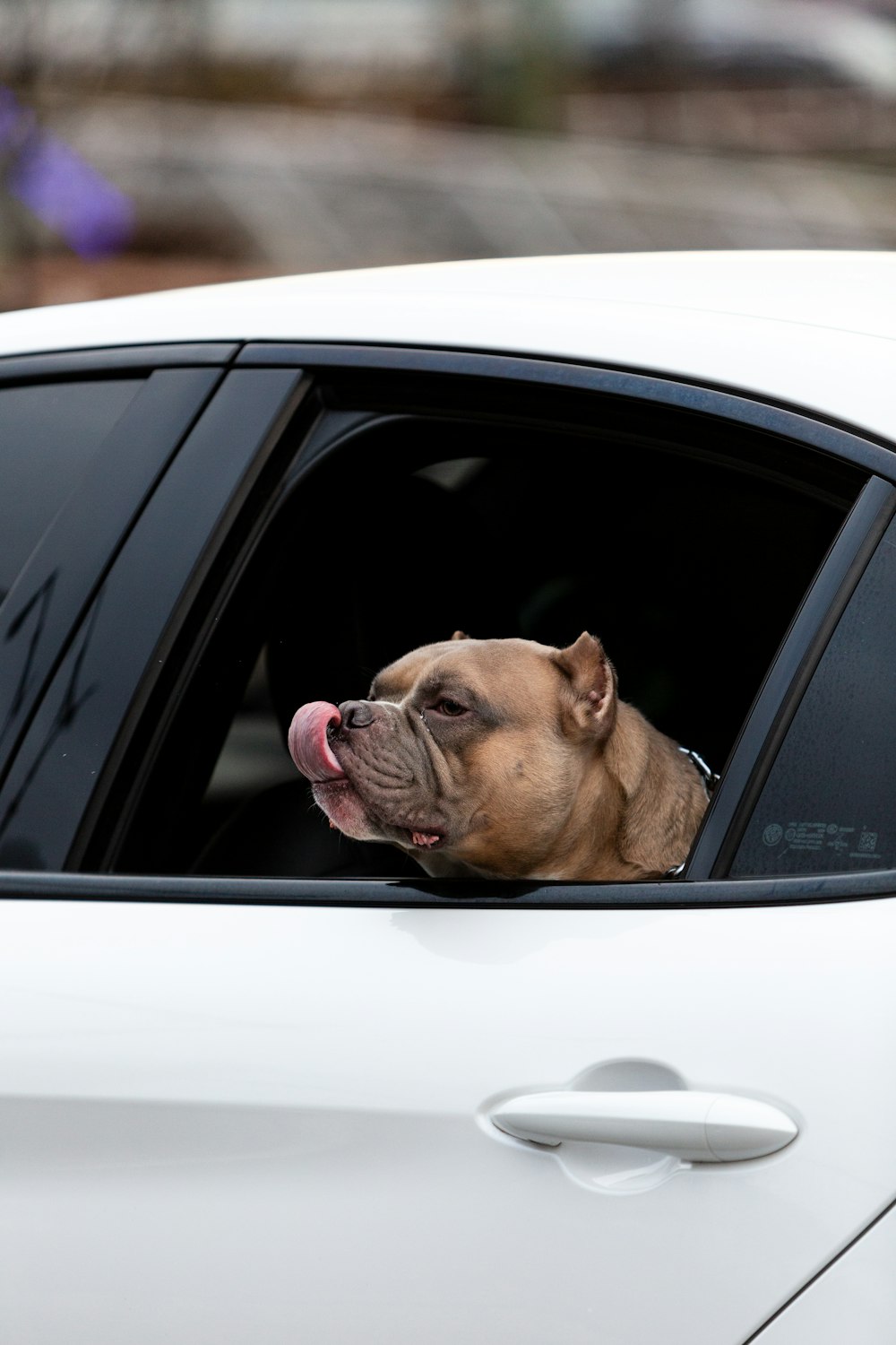 a dog sticking its head out of a car window