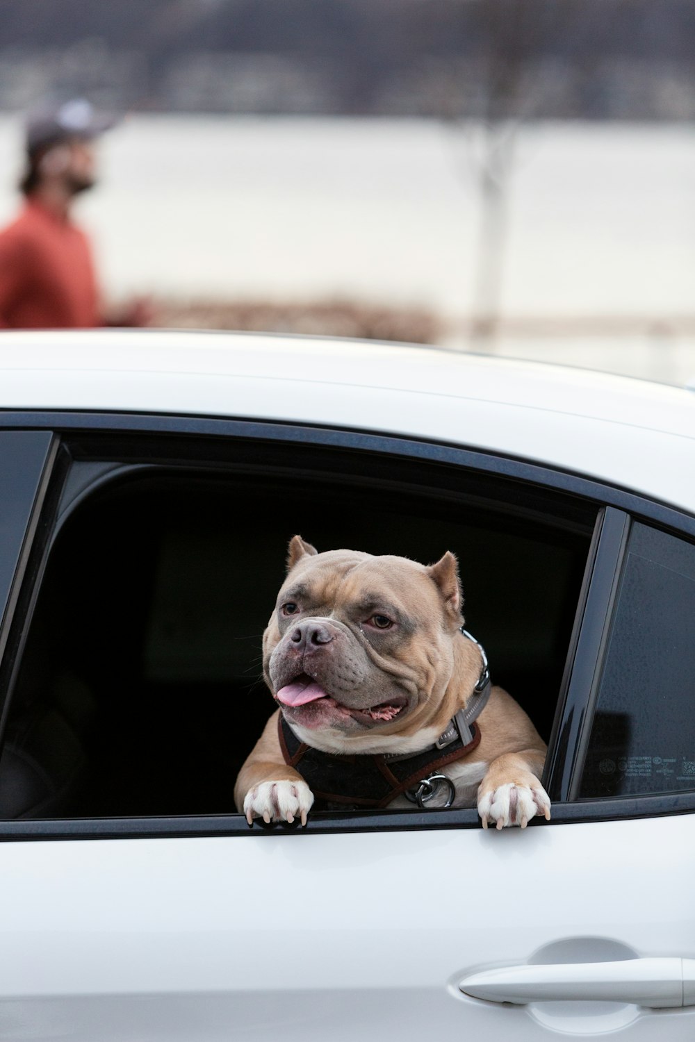 a dog sticking its head out of a car window