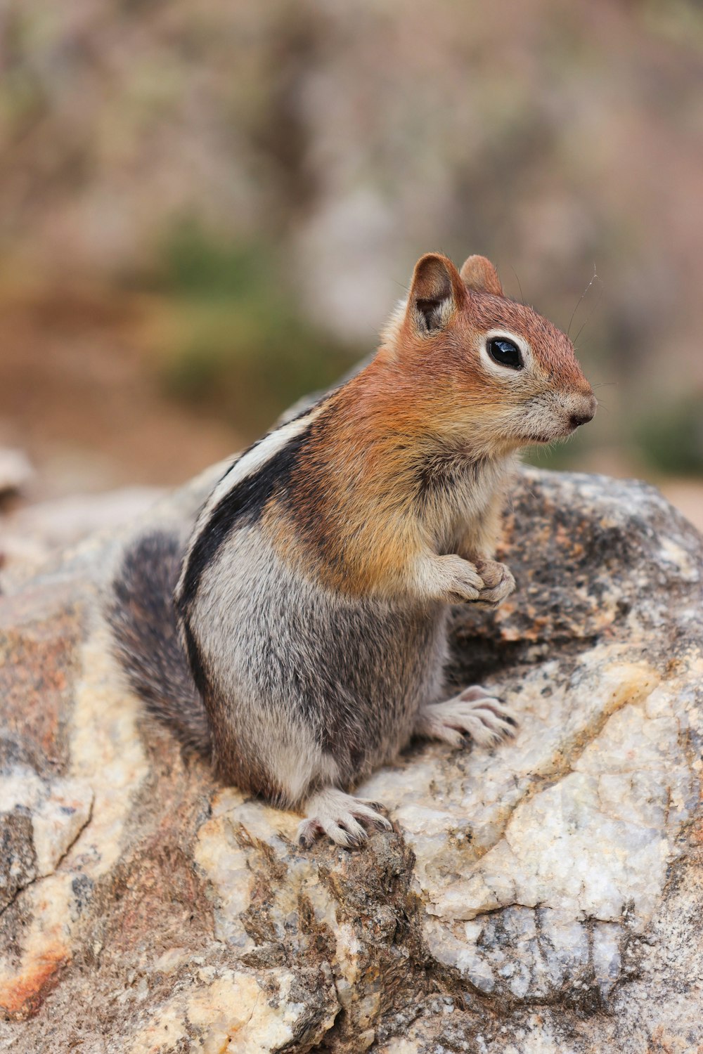 a small squirrel sitting on top of a rock