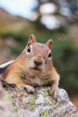 a close up of a squirrel on a rock